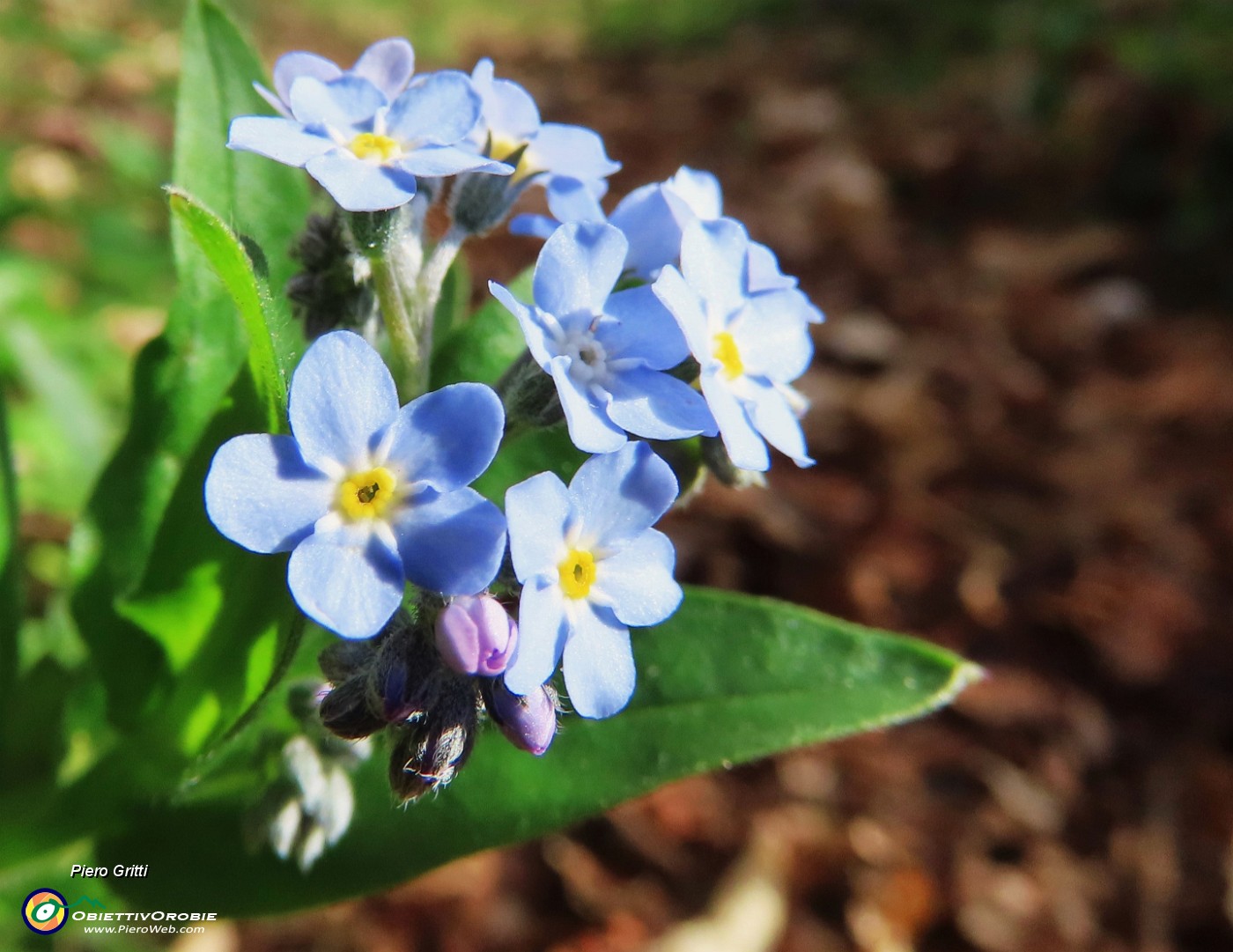 22 Bei fiori azzurri.JPG